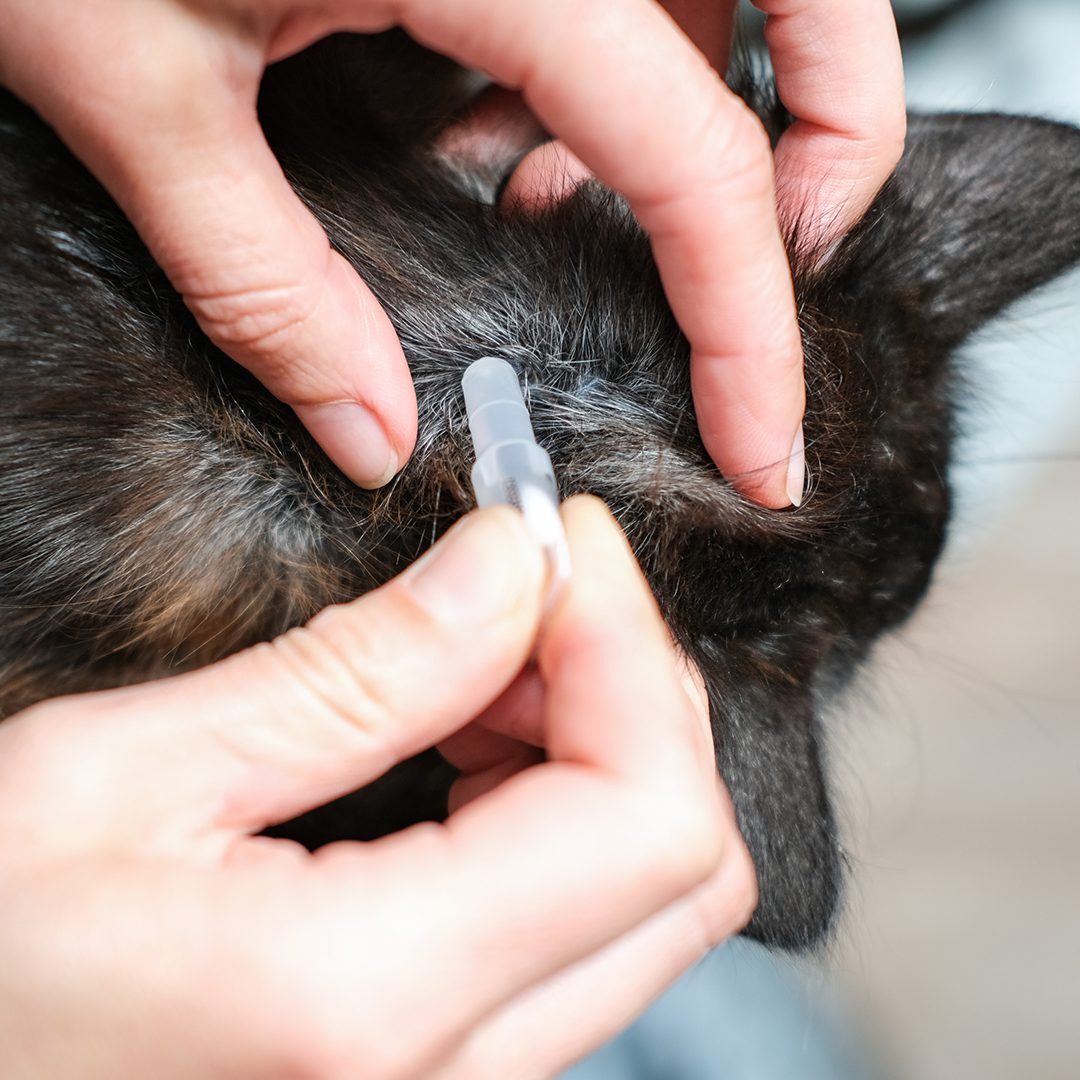 Applying Medicine To Back Of Cat