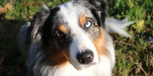 portrait of australian shepherd dog sitting outside