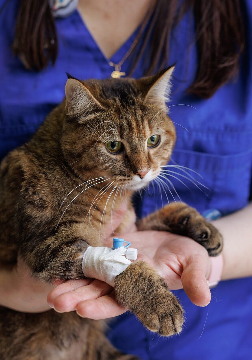 Brown Cat With Bandaged Leg Held By Vet