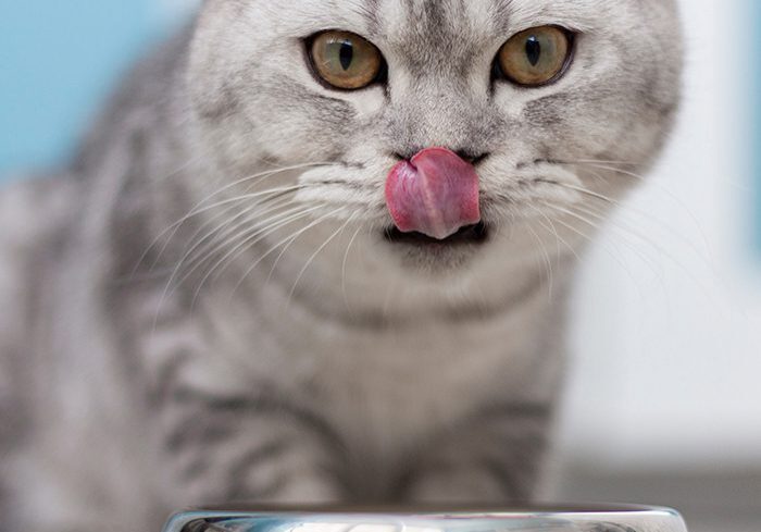 Cat Licking Chops After Eating