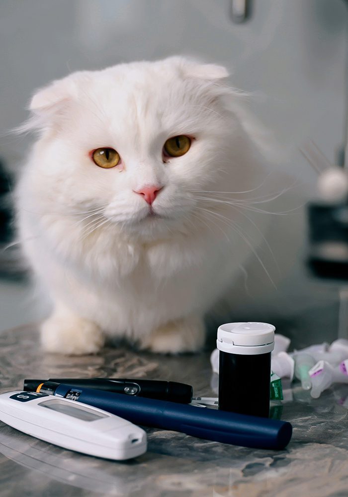 Cat On Counter With Blood Test Kit