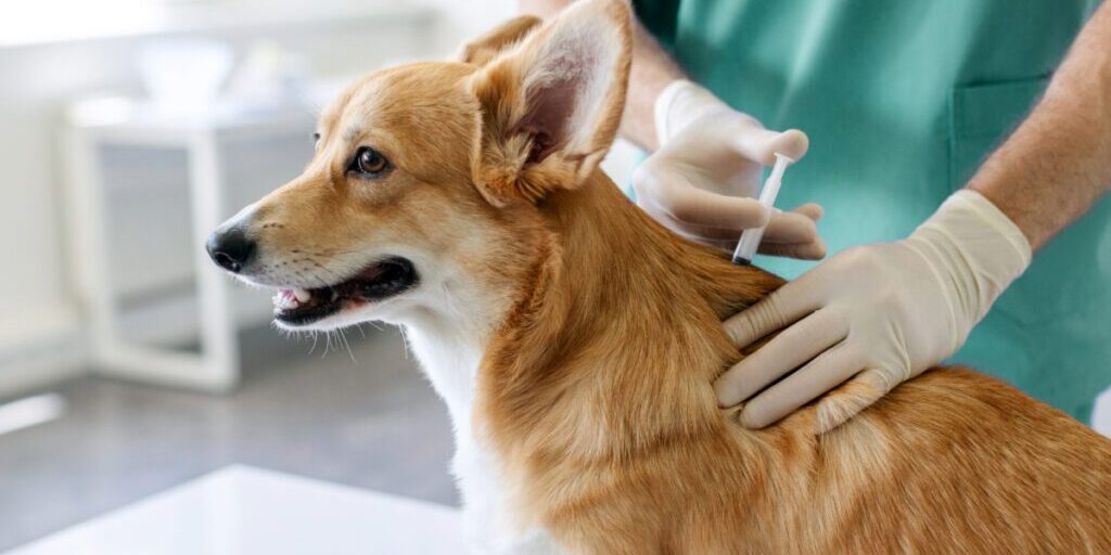corgi dog receiving vaccine from vet at clinic