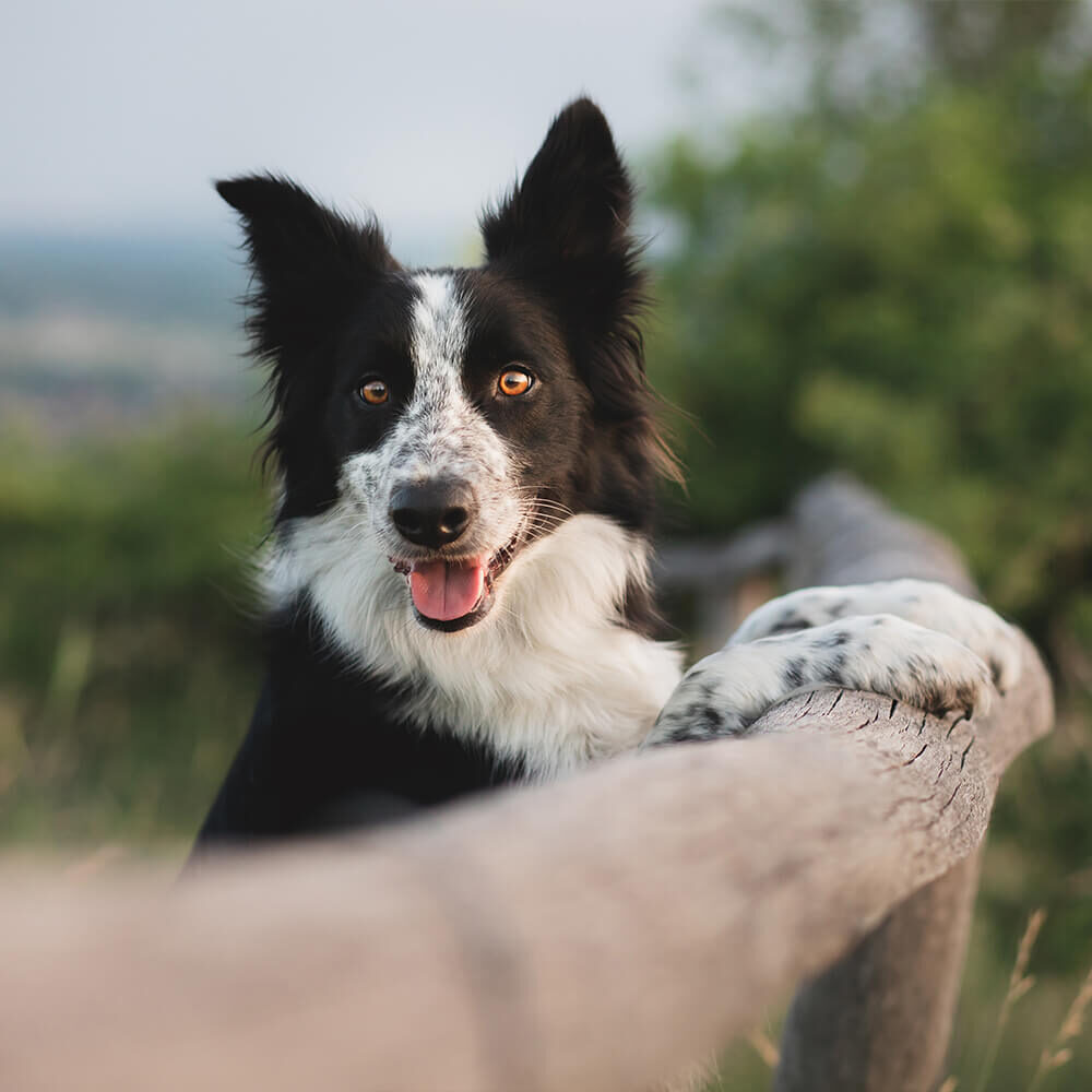 black and white dog leaning on wood fence