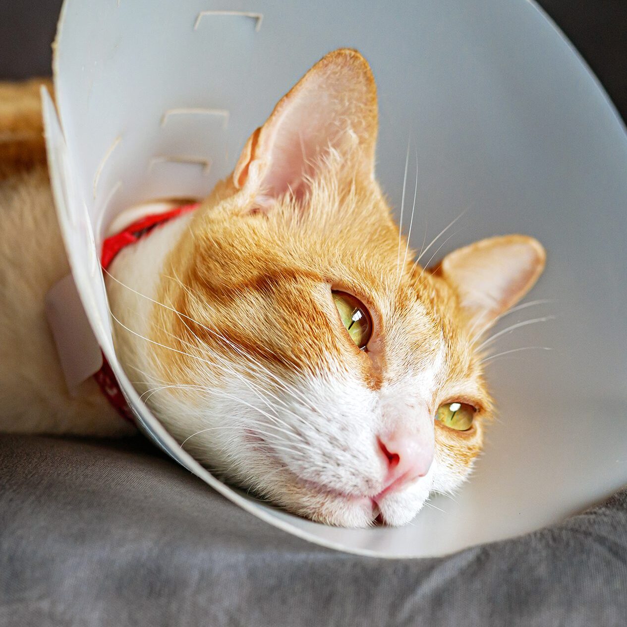 Ginger Cat Wearing Cone