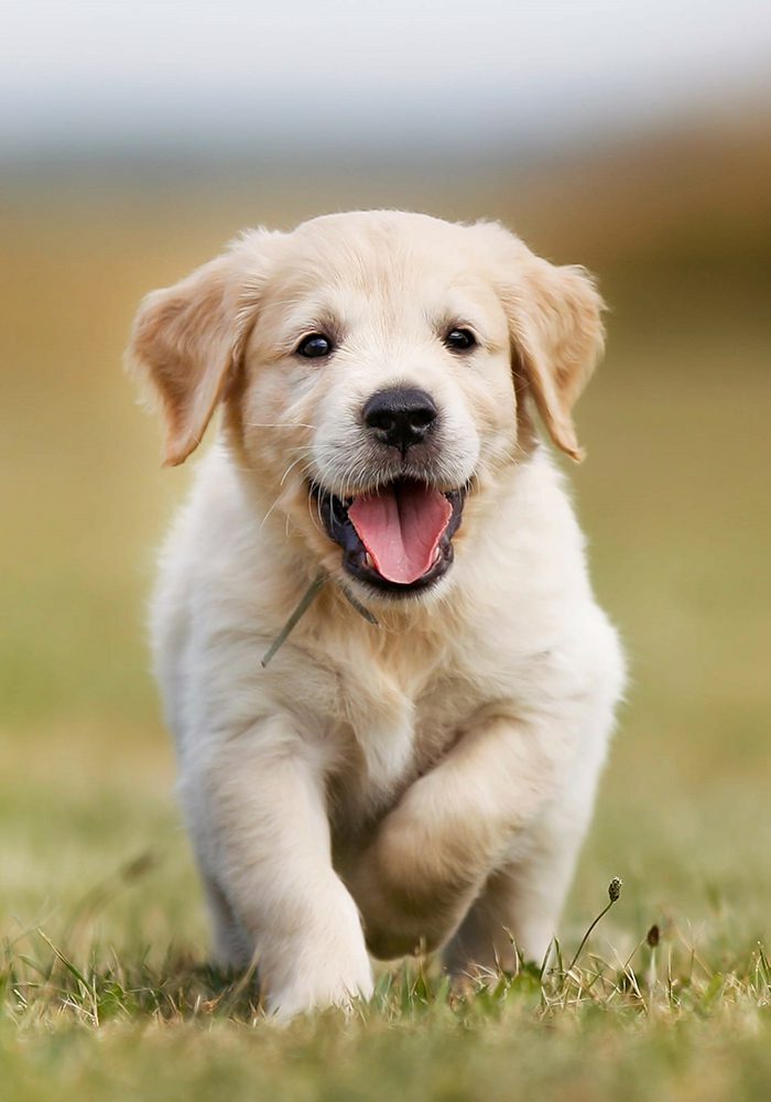 Golden Retreiver Puppy In Grass
