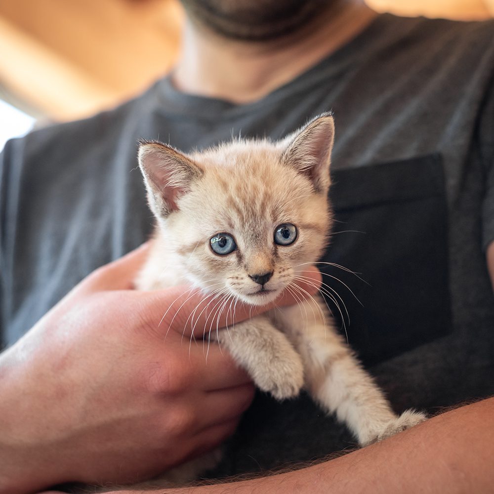Man Holding Ginger Kitten