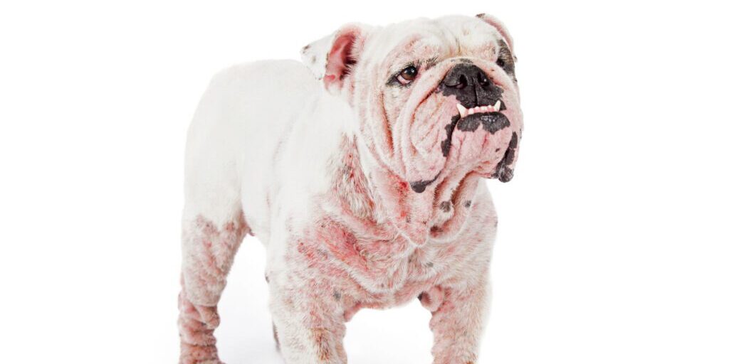 white bulldog with late stage mange on a white background