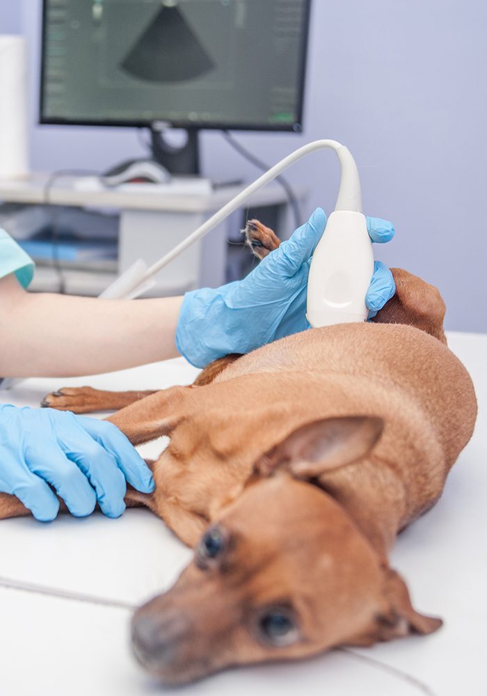Performing Ultrasound On Small Dog