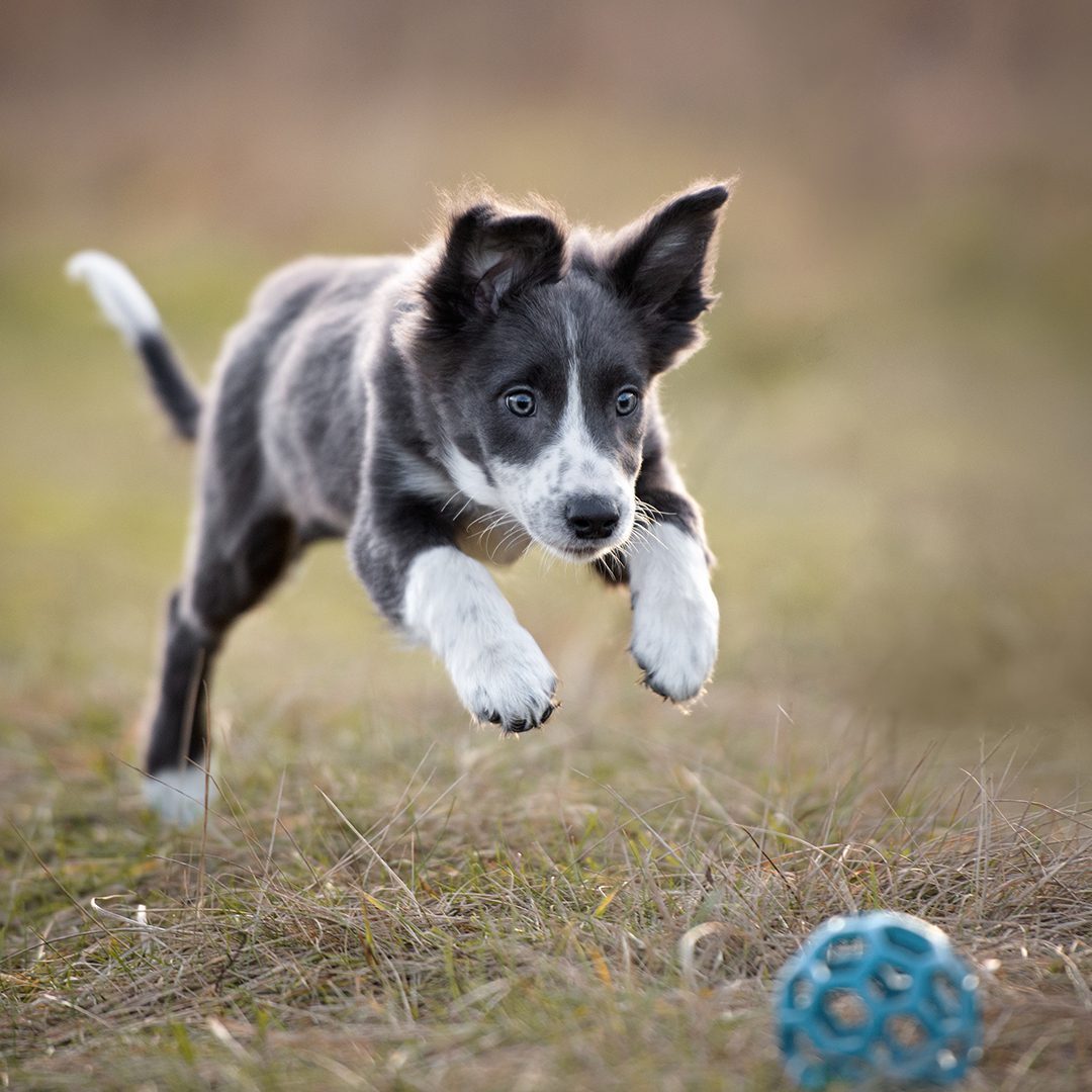 Puppy Jumping On Ball