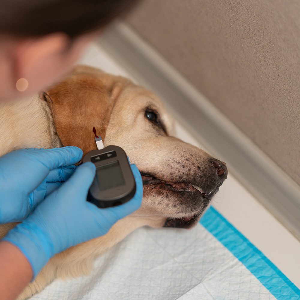 Running Blood Test On Dogs Ear