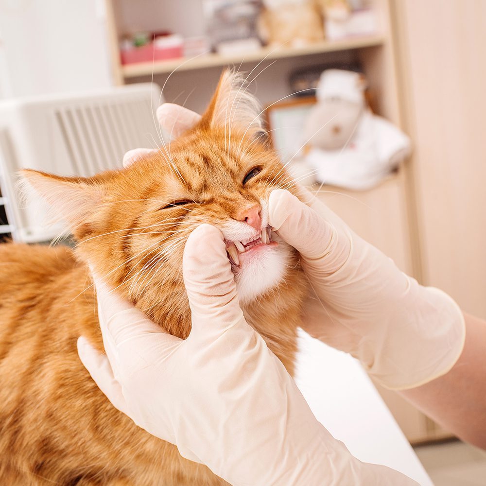 Vet Checking Cats Teeth