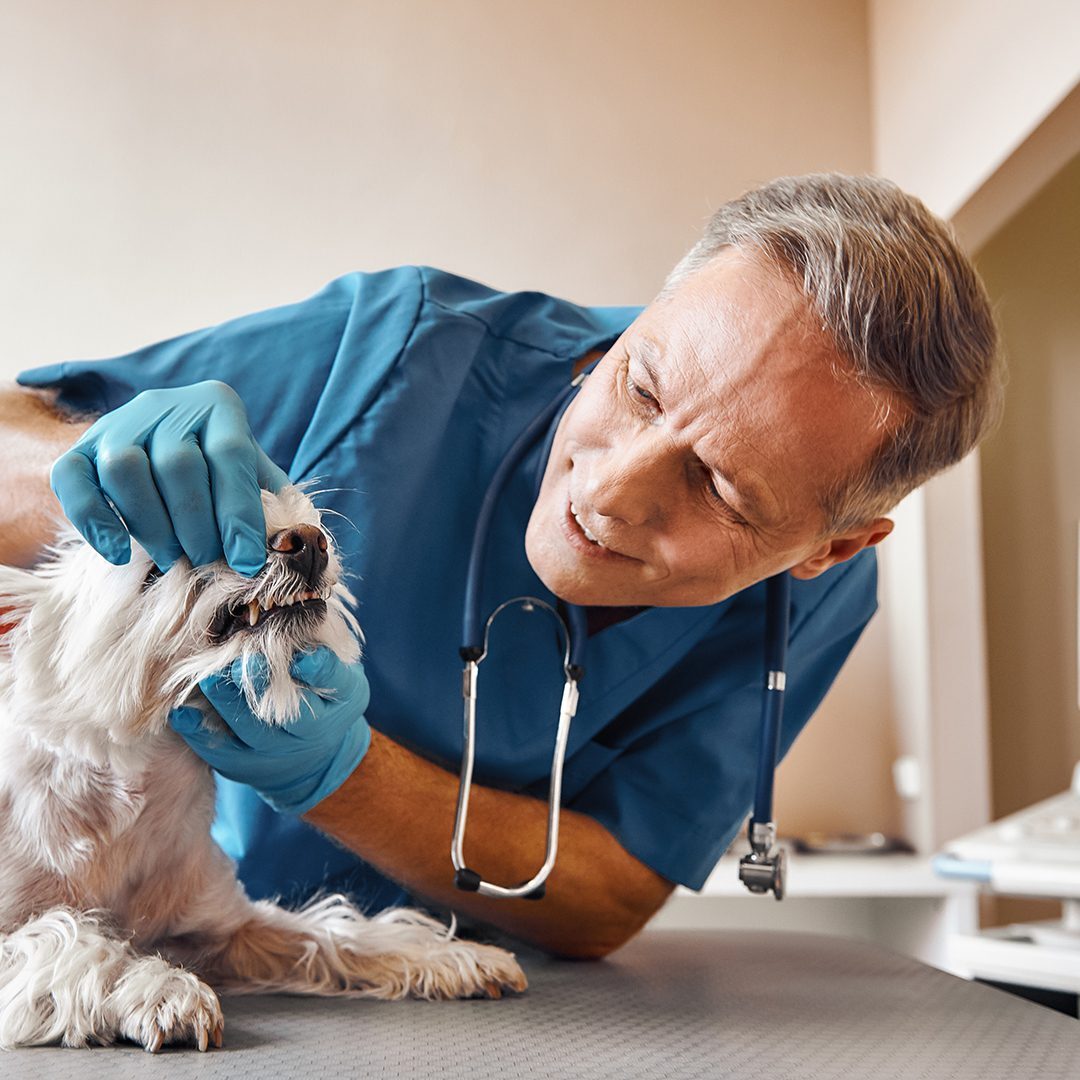 Vet Checking Small Dogs Teeth
