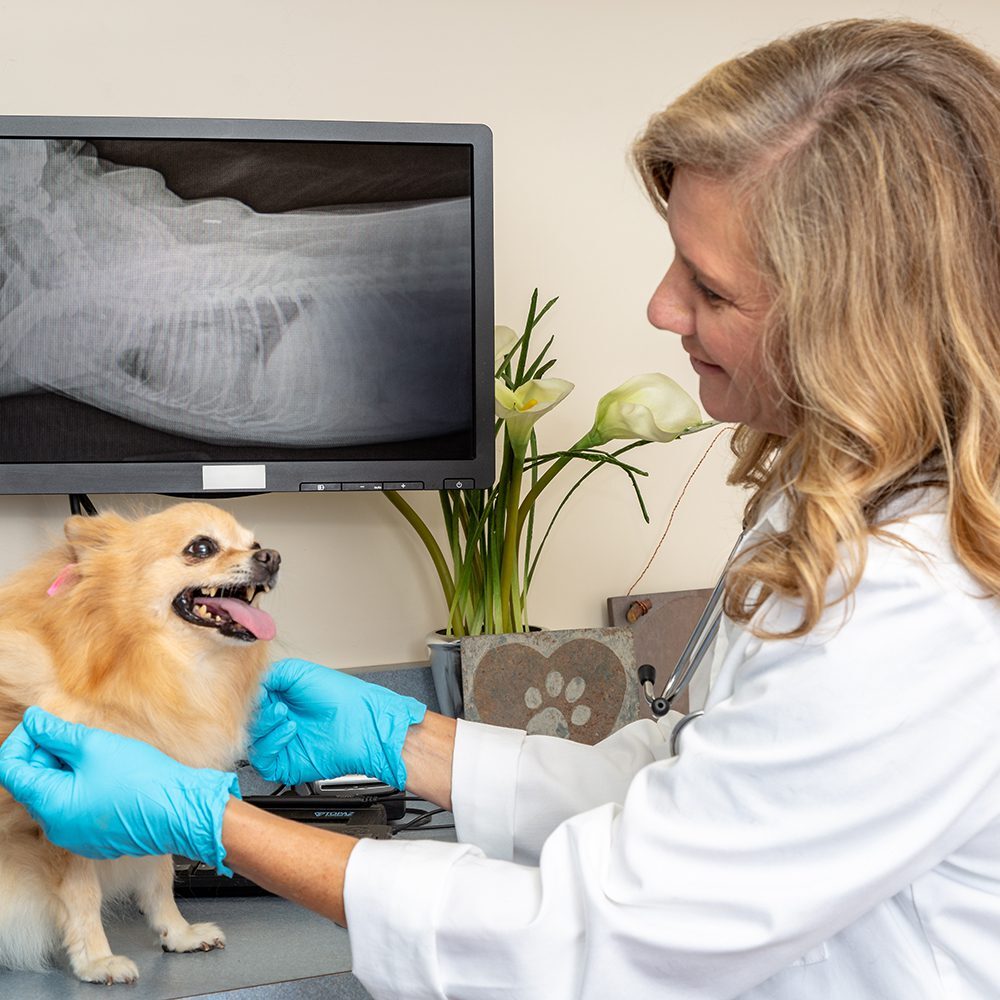Vet Preparing Small Dog For Xray