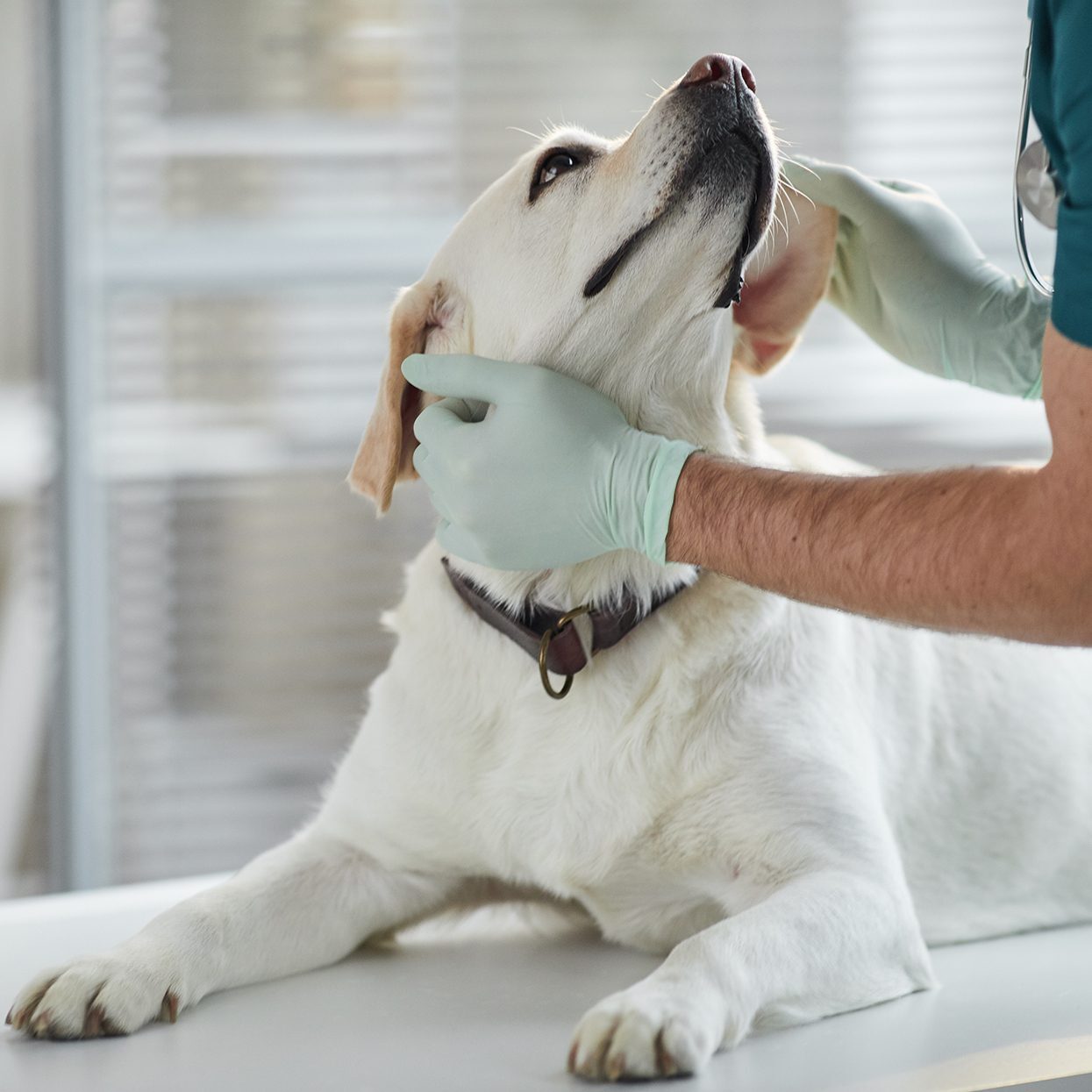 White Dog Examined By Vet